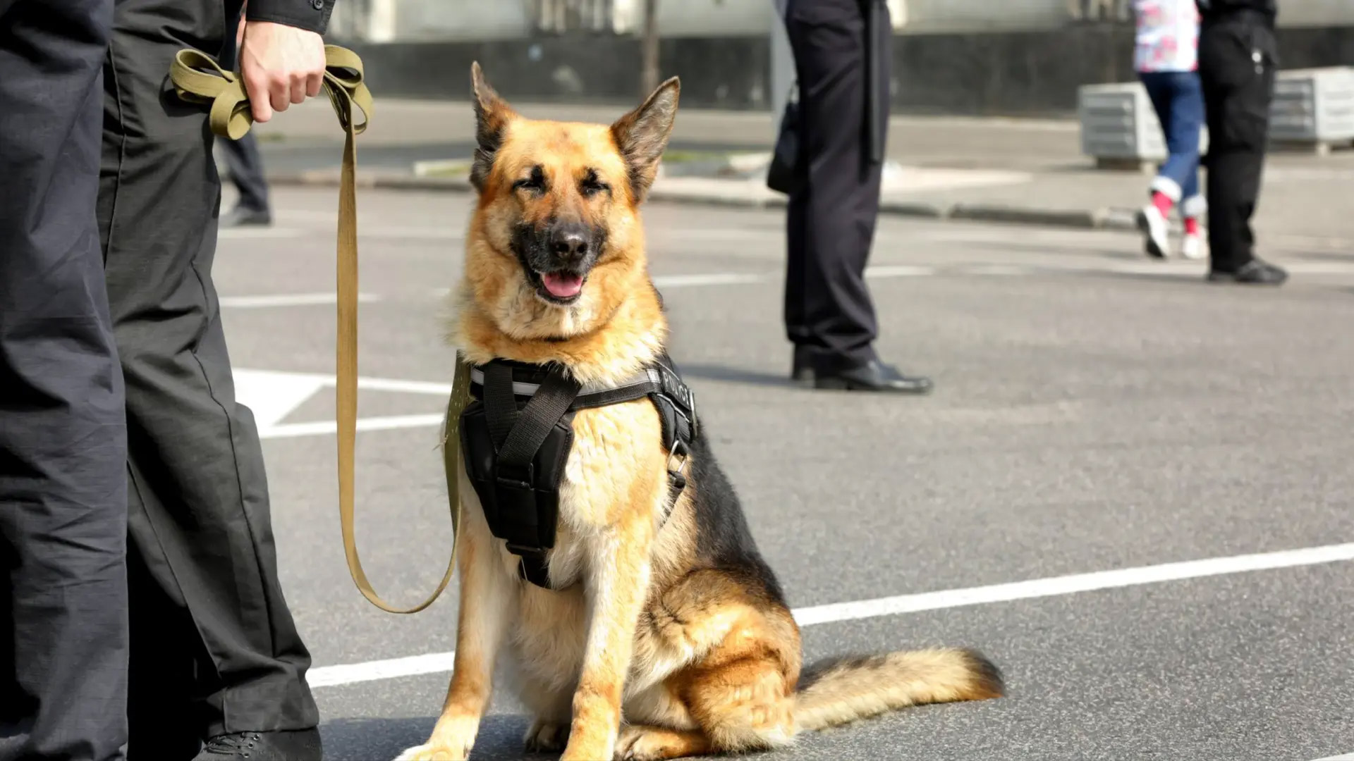 Licenced DOG HANDLERS